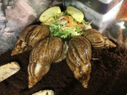 Lissachatina reticulata classic a albino body 🐌