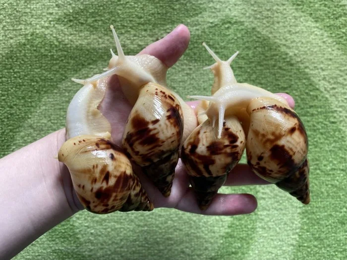 Lissachatina reticulata classic a albino body 🐌