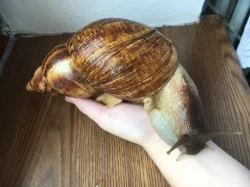 Lissachatina reticulata classic a albino body 🐌