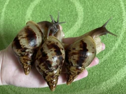 Lissachatina reticulata classic a albino body 🐌