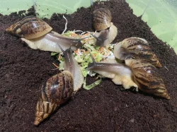 Lissachatina reticulata classic a albino body 🐌