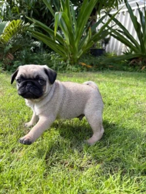 Mops štěňátka