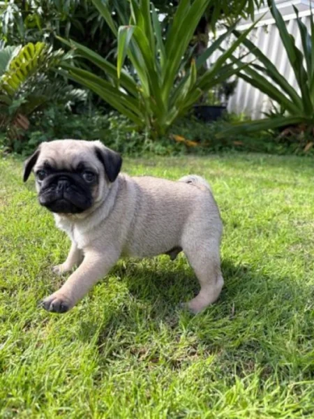 Mops štěňátka