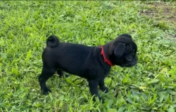 Mops štěňátka