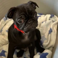 Mops štěňátka