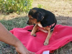 Jezevčík s Jack Russellem