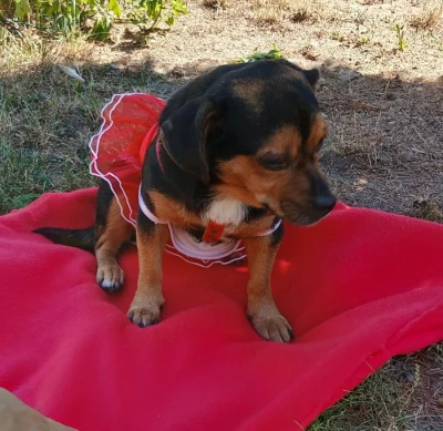 Jezevčík s Jack Russellem