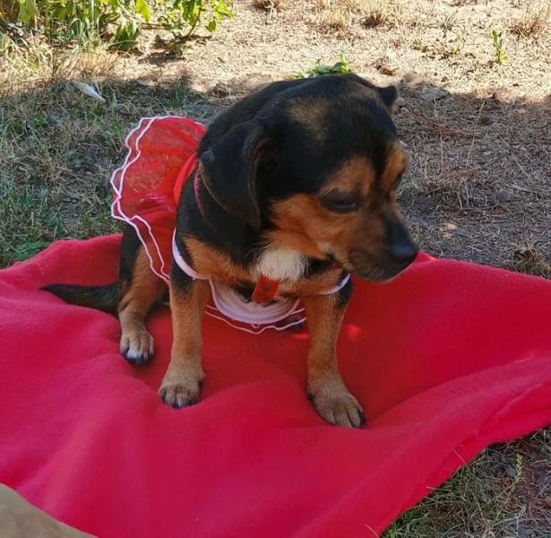 Jezevčík s Jack Russellem