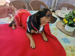 Jezevčík s Jack Russellem