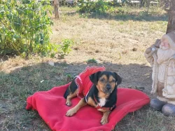 Jezevčík s Jack Russellem