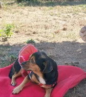 Jezevčík s Jack Russellem