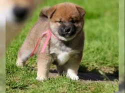 štěňata shiba inu