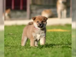 štěňata shiba inu