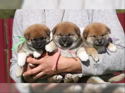 štěňata shiba inu