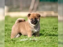 štěňata shiba inu