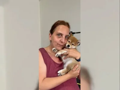 K dispozici krásné štěně Shiba inu
