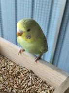Andulka žluto zelená skořicová straka
