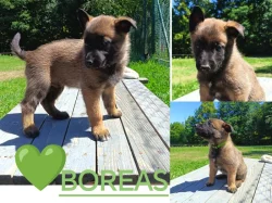 Belgický ovčák Malinois s PP