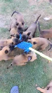Belgický ovčák Malinois s PP