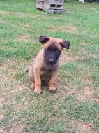 Belgický ovčák Malinois s PP