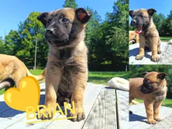 Belgický ovčák Malinois s PP