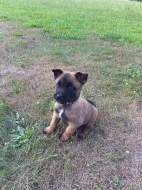 Belgický ovčák Malinois s PP