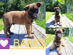 Belgický ovčák Malinois s PP