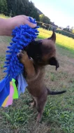 Belgický ovčák Malinois s PP