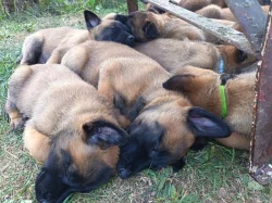 Belgický ovčák Malinois s PP