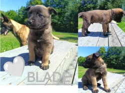 Belgický ovčák Malinois s PP