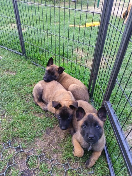 Belgický ovčák Malinois s PP