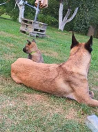 Belgický ovčák Malinois s PP