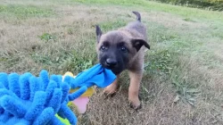 Belgický ovčák Malinois s PP