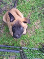 Belgický ovčák Malinois s PP