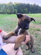 Belgický ovčák Malinois s PP
