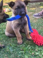 Belgický ovčák Malinois s PP