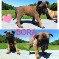 Belgický ovčák Malinois s PP