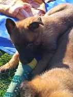 Belgický ovčák Malinois s PP