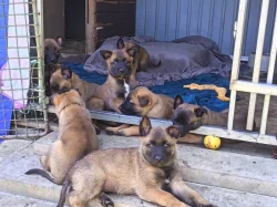 Belgický ovčák Malinois s PP