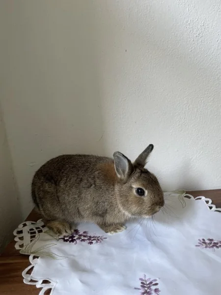 Daruji zakrslého králíka