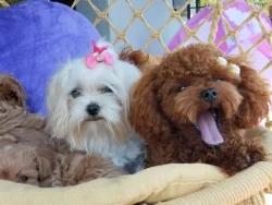 Maltipoo