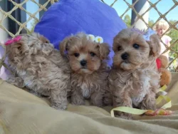 Maltipoo