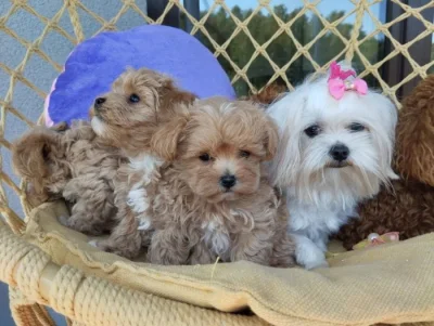 Maltipoo