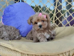 Maltipoo
