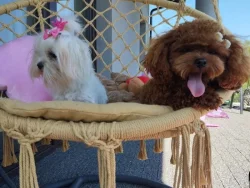 Maltipoo