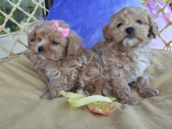 Maltipoo