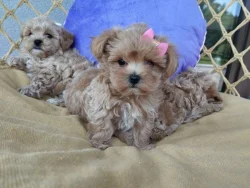 Maltipoo