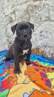American bully xl  s PP