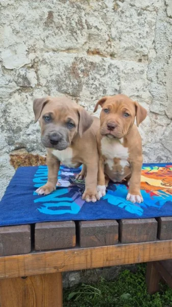 American bully xl  s PP