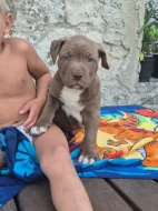 American bully xl  s PP